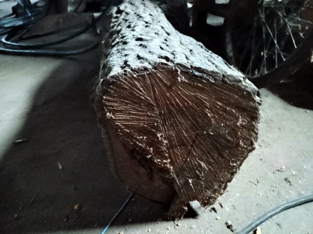 Drzewo pień orzecha