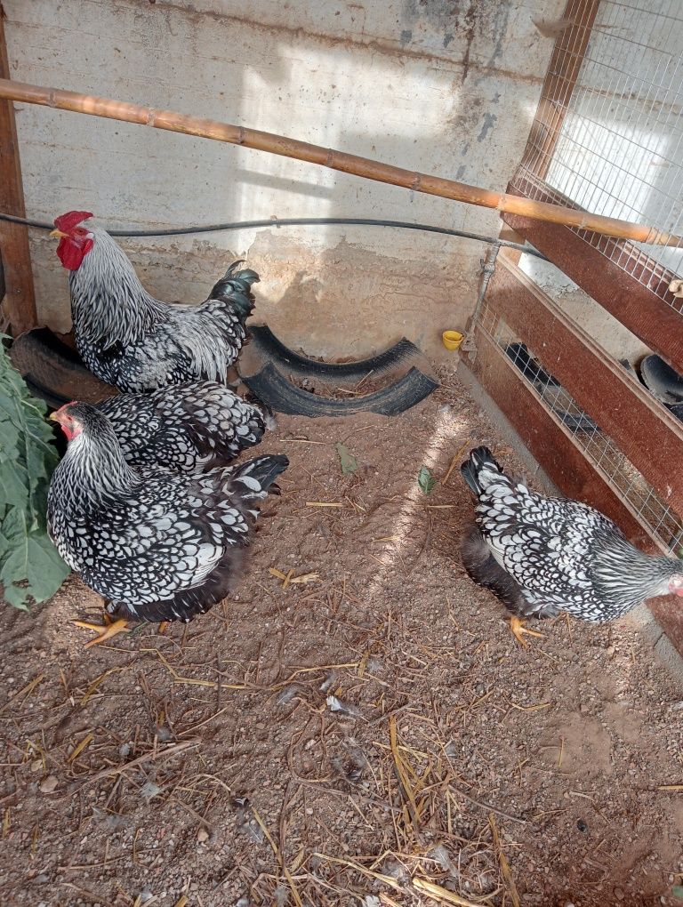 Ovos galados de wyandote prata