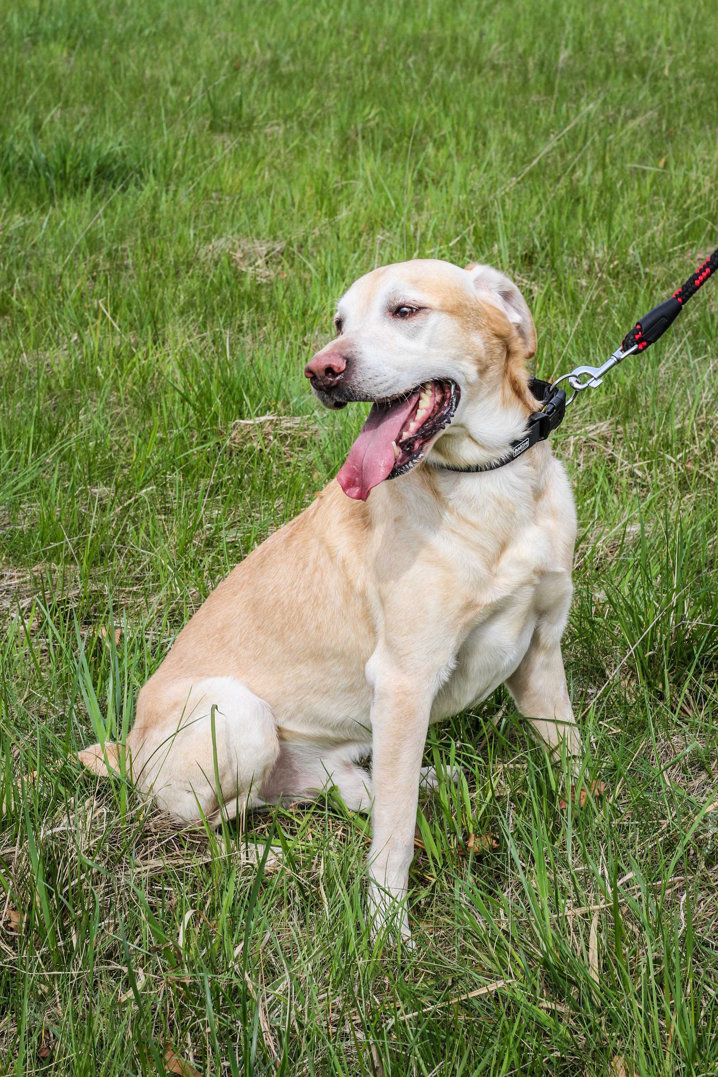 Dino - pogodny Labrador szuka domu