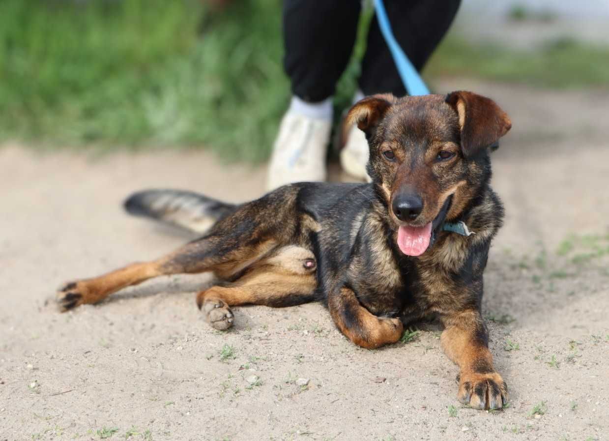 wesoły, młody, nieduży piesek czeka na dom