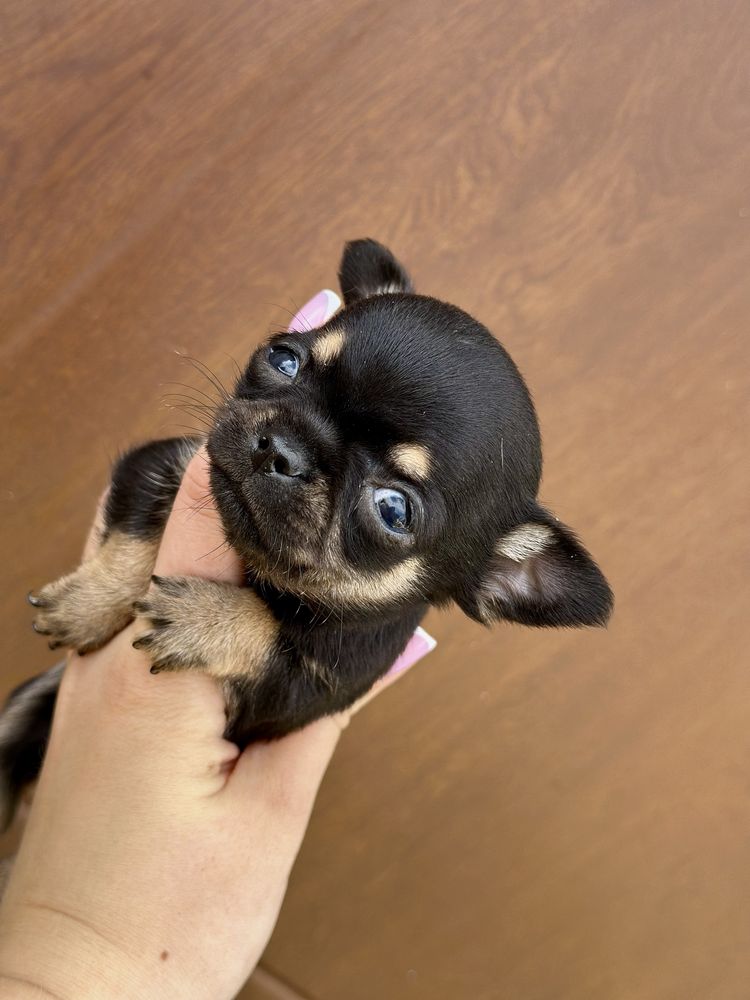 Chihuahua XXS czarny tricolor krótkowłosy MALEŃKI