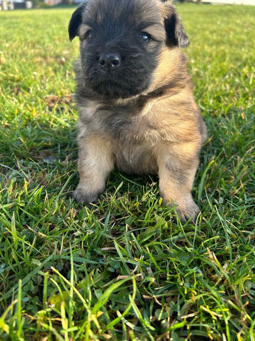 Szczenięta oddam w dobre ręce