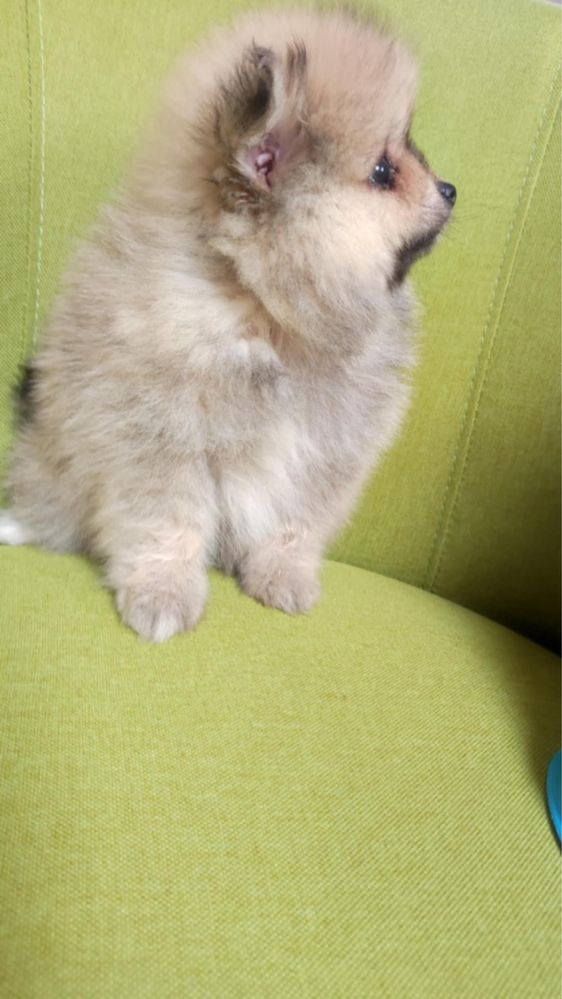 Szpic miniaturowy pomeranian