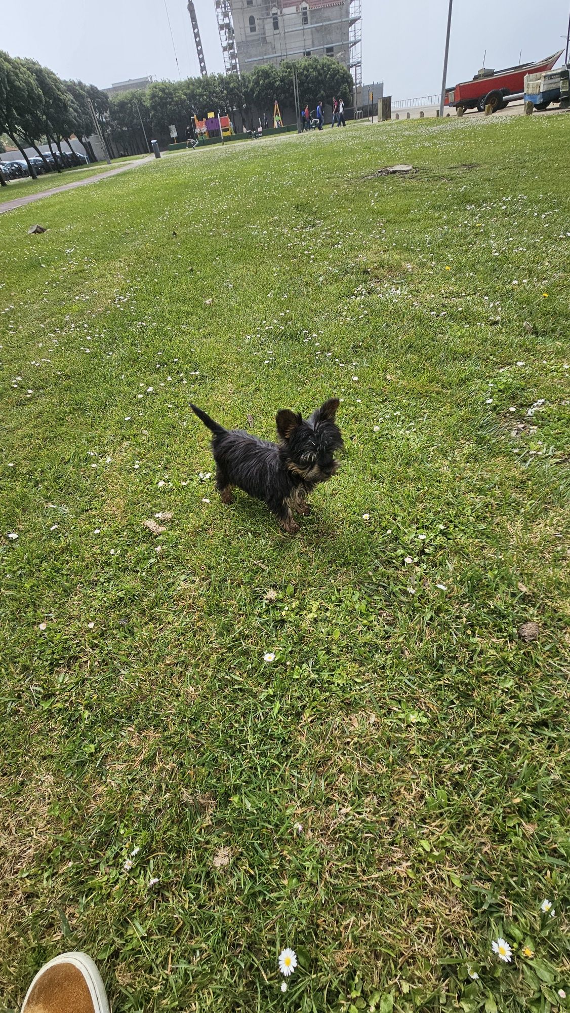 Yorkshire terrier Macho