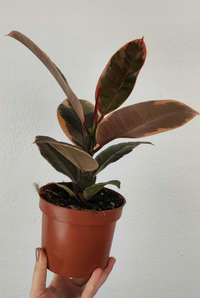 Figowiec sprężysty Ficus Belize 30 cm