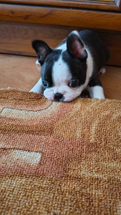 Boston Terrier Piesek