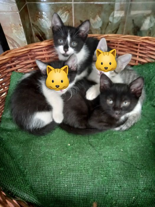 Patudinhos para adopção