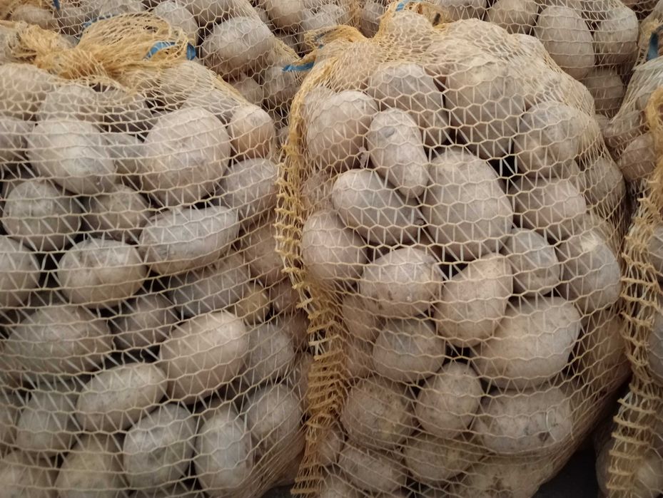 ziemniaki soraya jadalne żółte