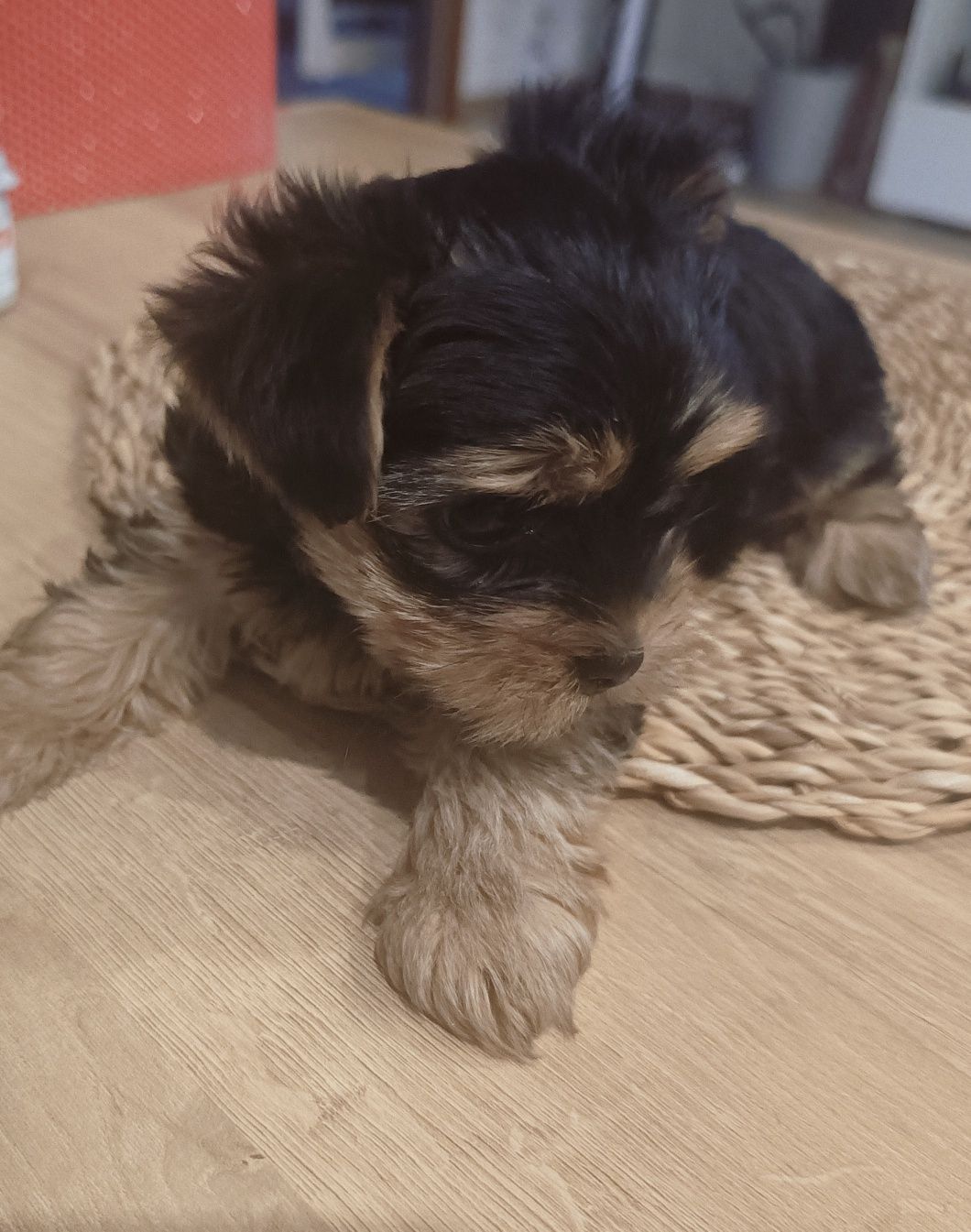 Śliczna sunia york terrier