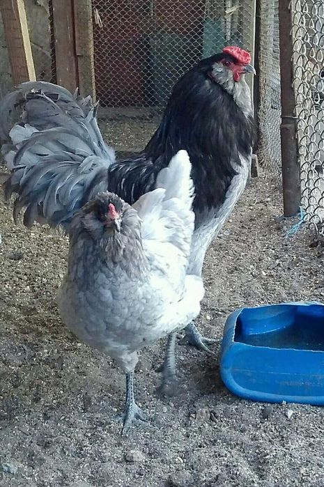 Инкубационное яйцо Амераукана.