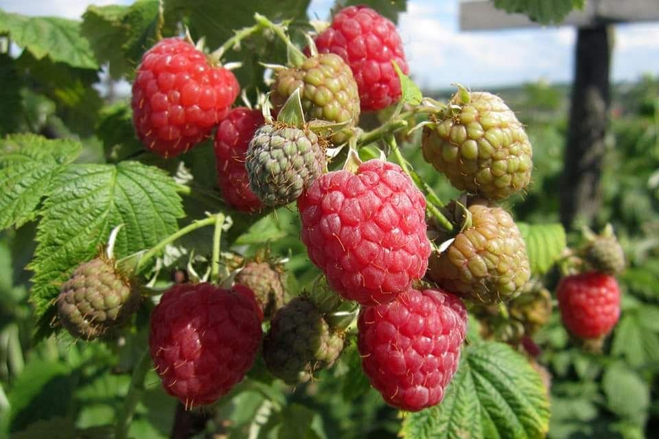 Продам саджанці малини