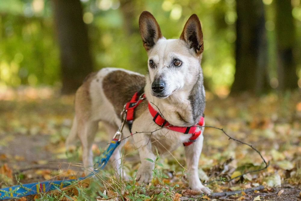 Lima - malutka ok 8 kg starsza sunieczka szuka domu