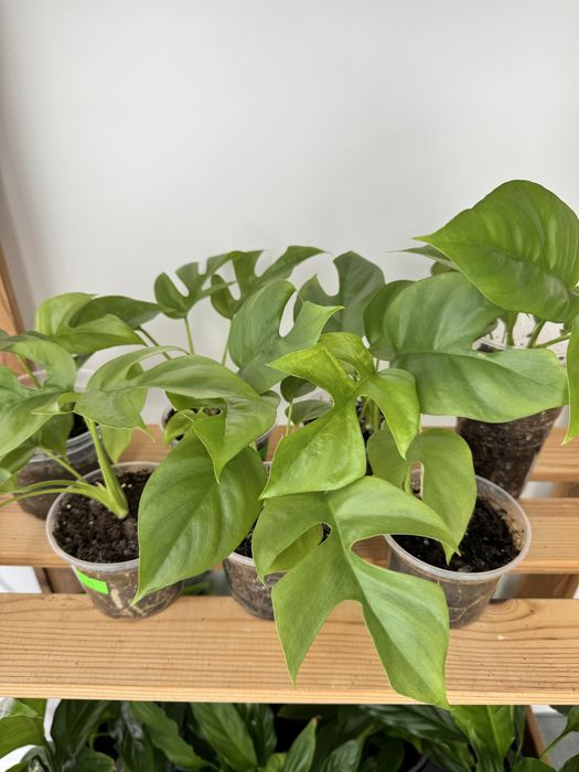 Монстера Мініма, Рафідофора, Monstera Minima, Rhaphidophora