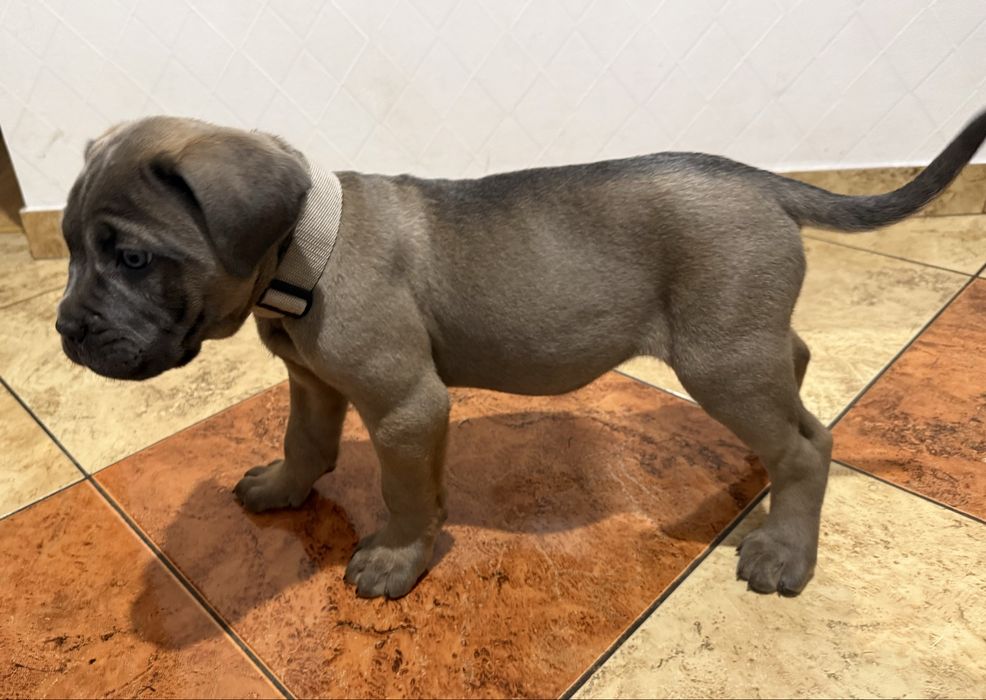 Suczka cane corso z rodowodem fermentino