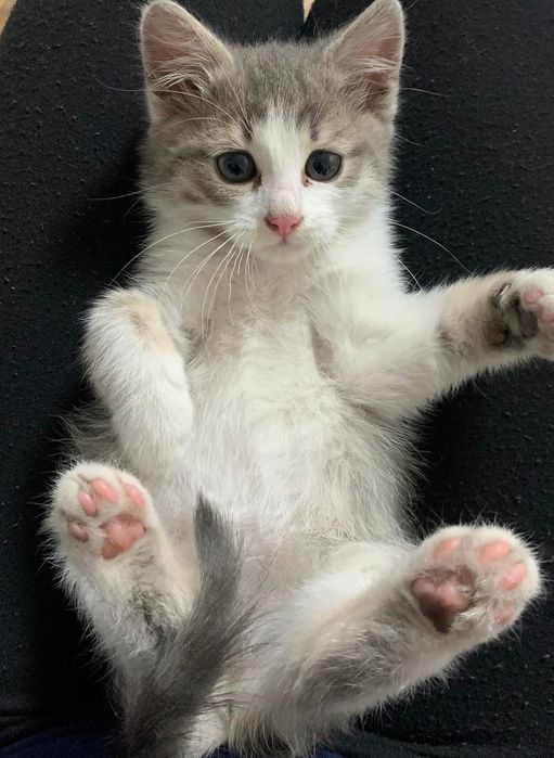 Віддам безкоштовно кошеня