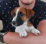 Jack Russell Terrier FCI ZKwP samiec