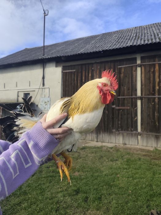 Koguty młode sprzedam