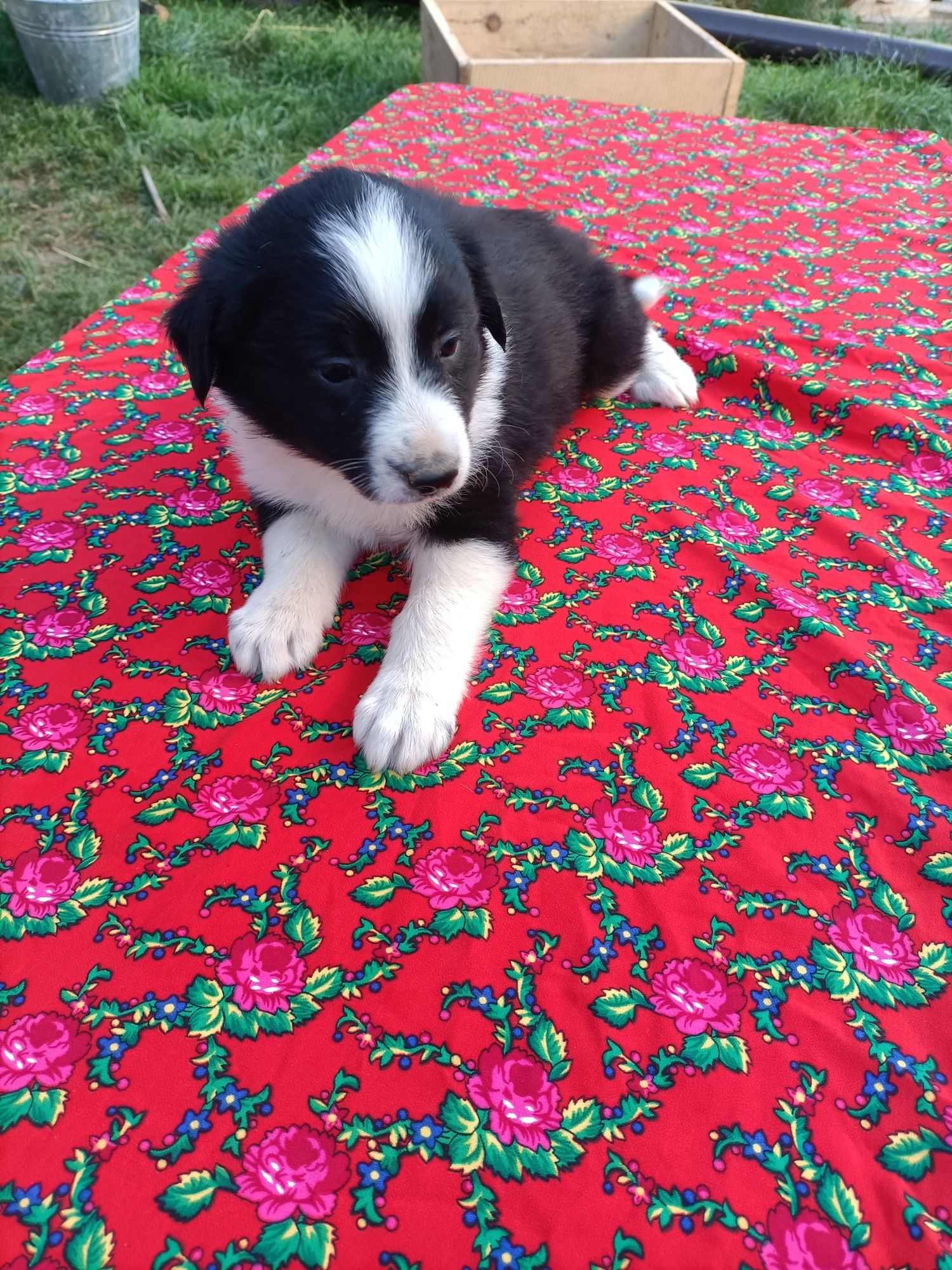 Pieski border collie