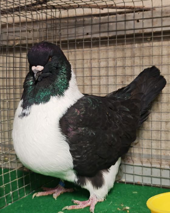 Pombos Ornamentais Strassers