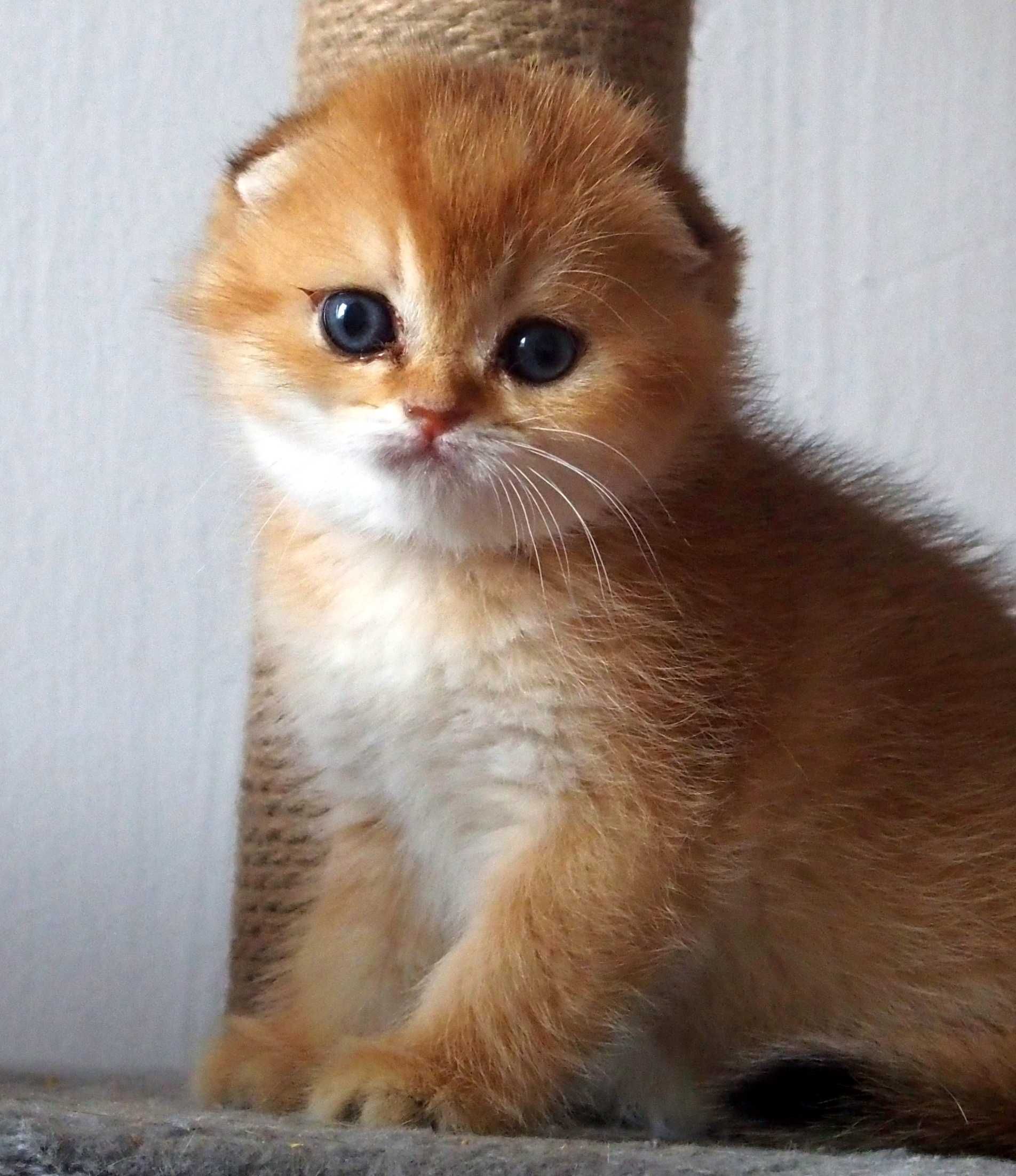Kot Szkocki Zwisłouchy PZF. WCF Scottish Fold Złota Szynszyla