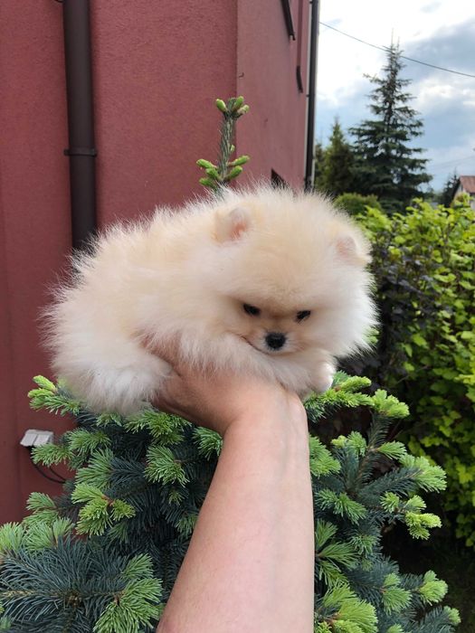 Szpic miniaturowy pomeranian śliczny mini samczyk typ misia BOO