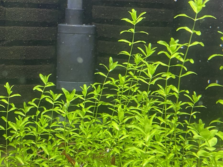 Roślinka „Duży heniek” Hemianthus micranthemoides