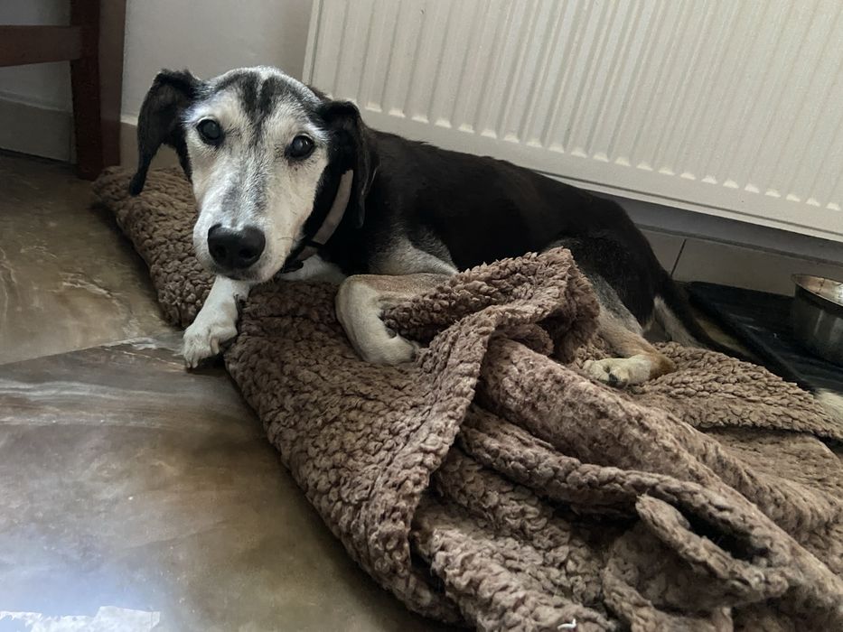 Zaginał pies - Myślenice - Nagroda