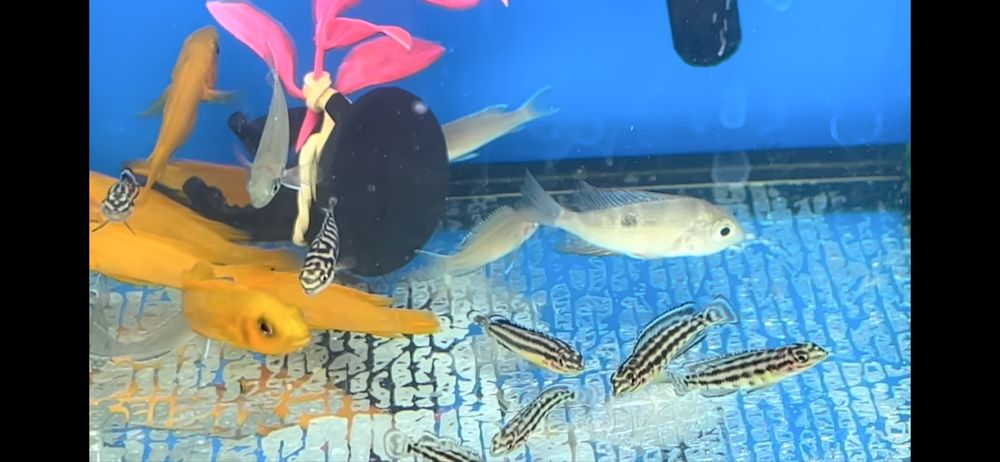 Цихлиды Малави, Танганьки, американские