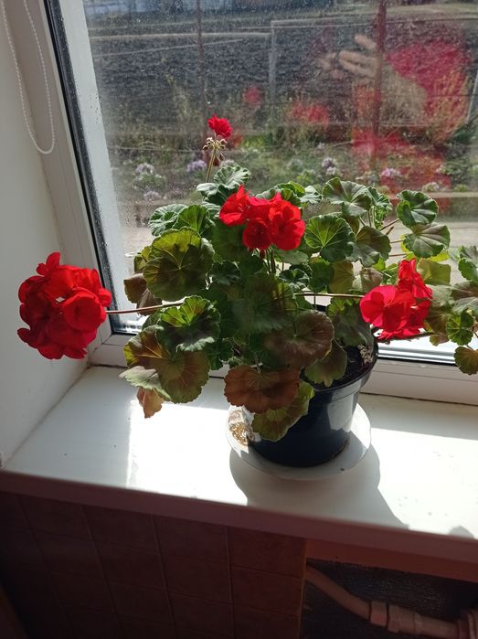 Пеларгонія калачик червоного кольору