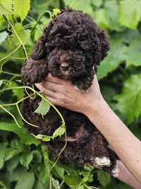 Lagotto romagnolo-  piękny piesek