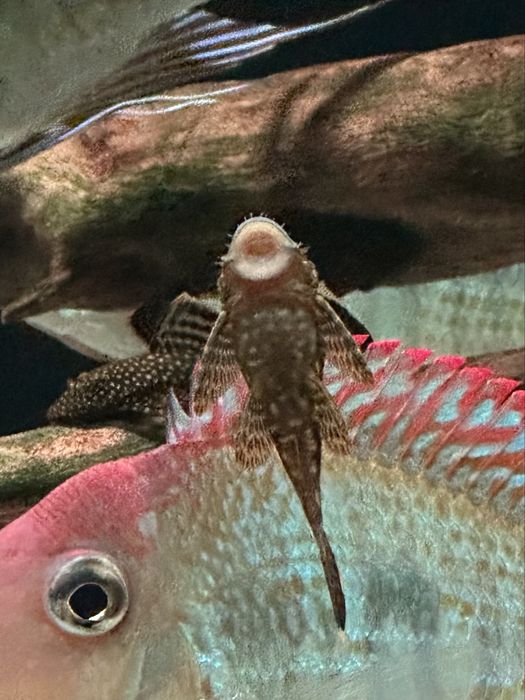 Zbrojniki/ glonojady