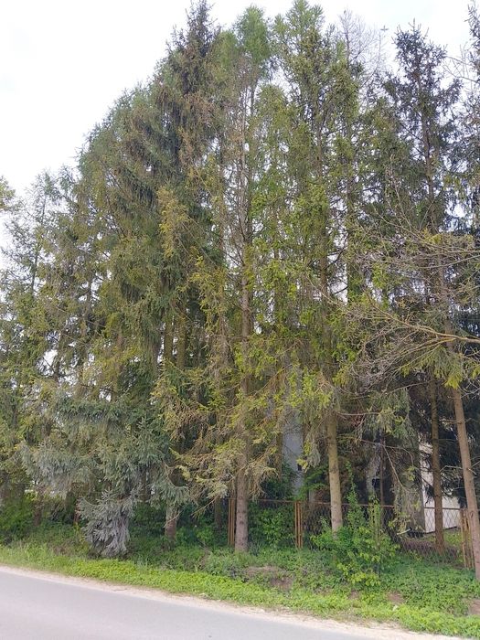 Oddam drzewo na opał, drewno za wycinkę i posprzątanie