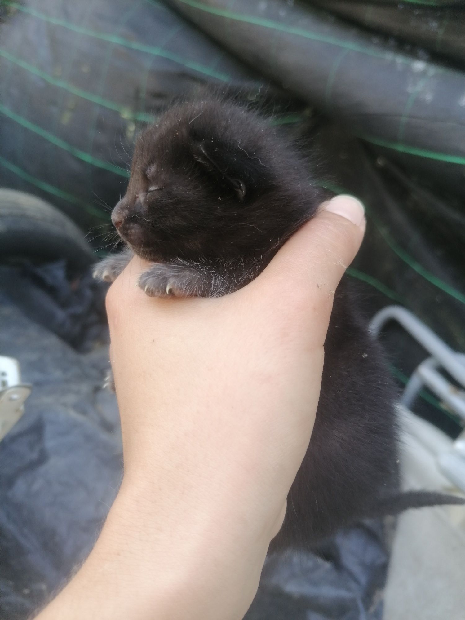 Gatinhos bebés para dar