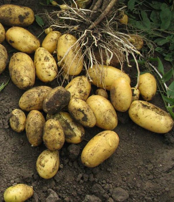 Продам картоплю велика і насеніва.