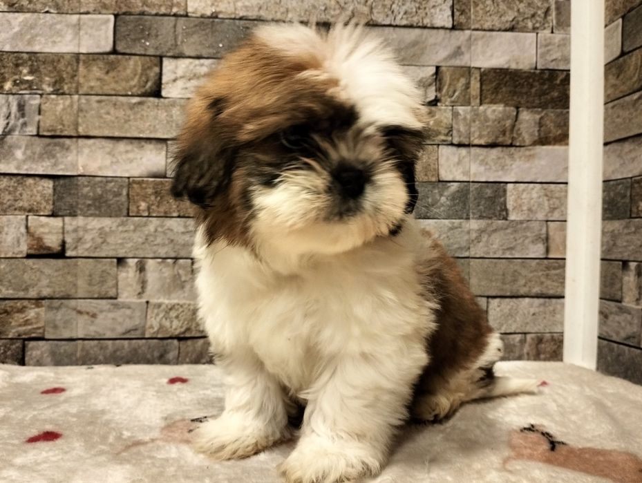 Cudowna suczka  Shih-tzu mini
