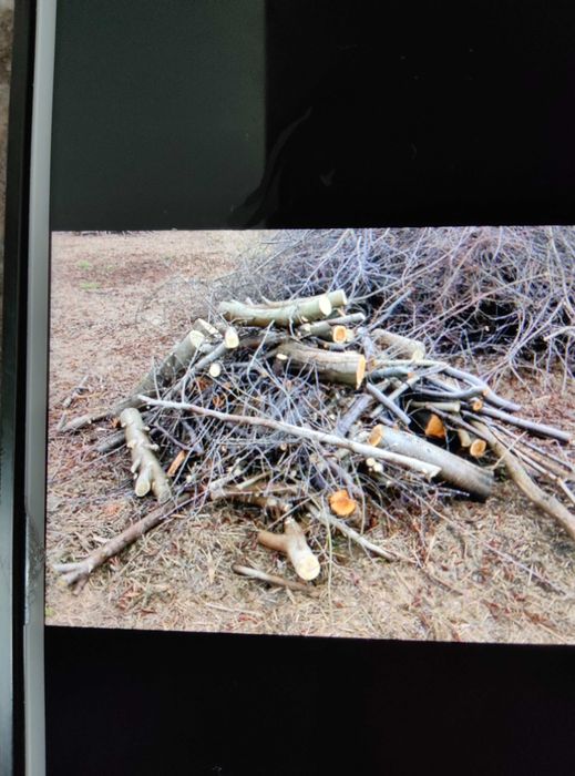 Drzewo na opał po wycince, różnego rodzaju orzech,wierzba, akacja