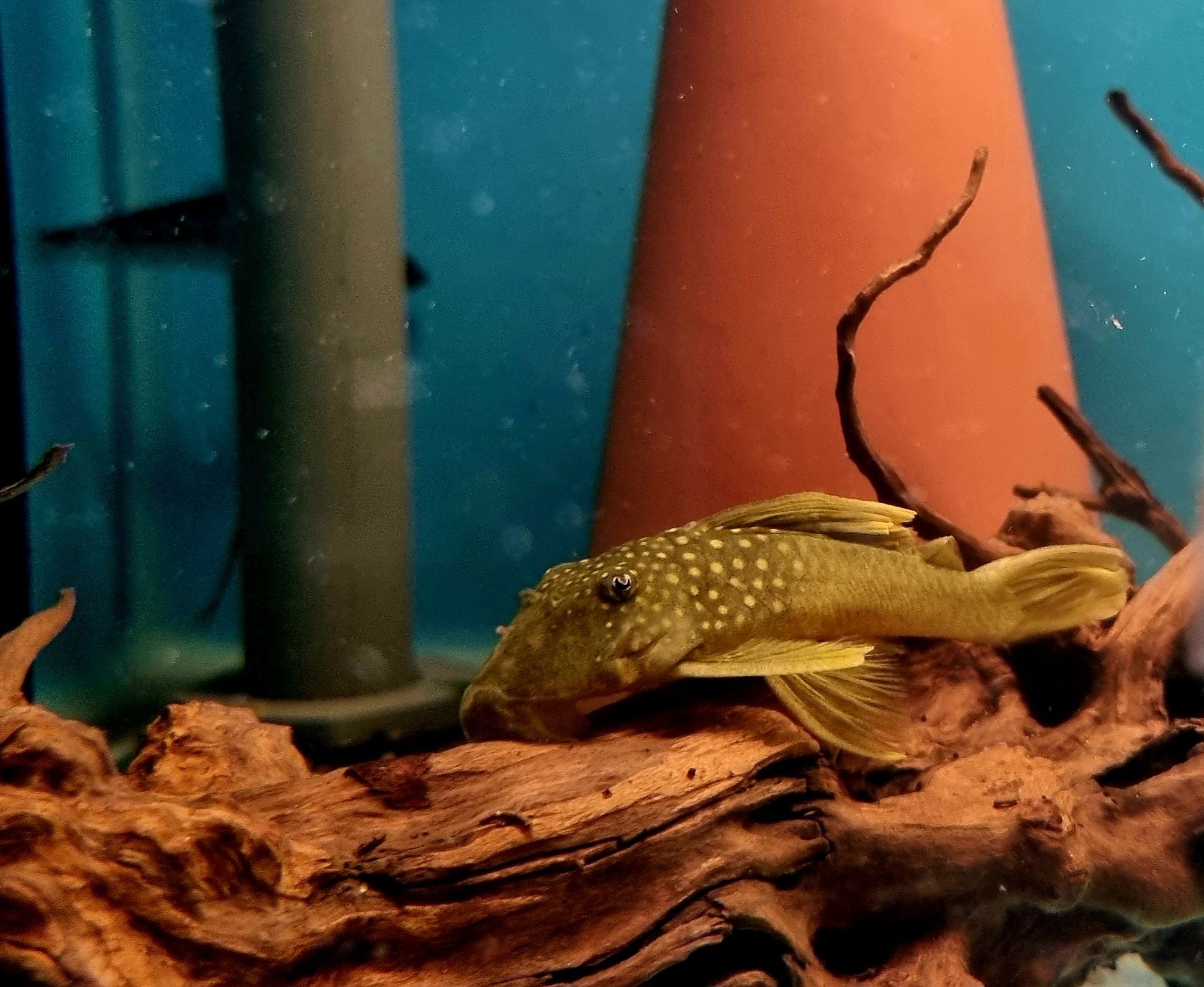 Zbrojnik L200 green phantom (Hemiancistrus subviridis) odłów f0