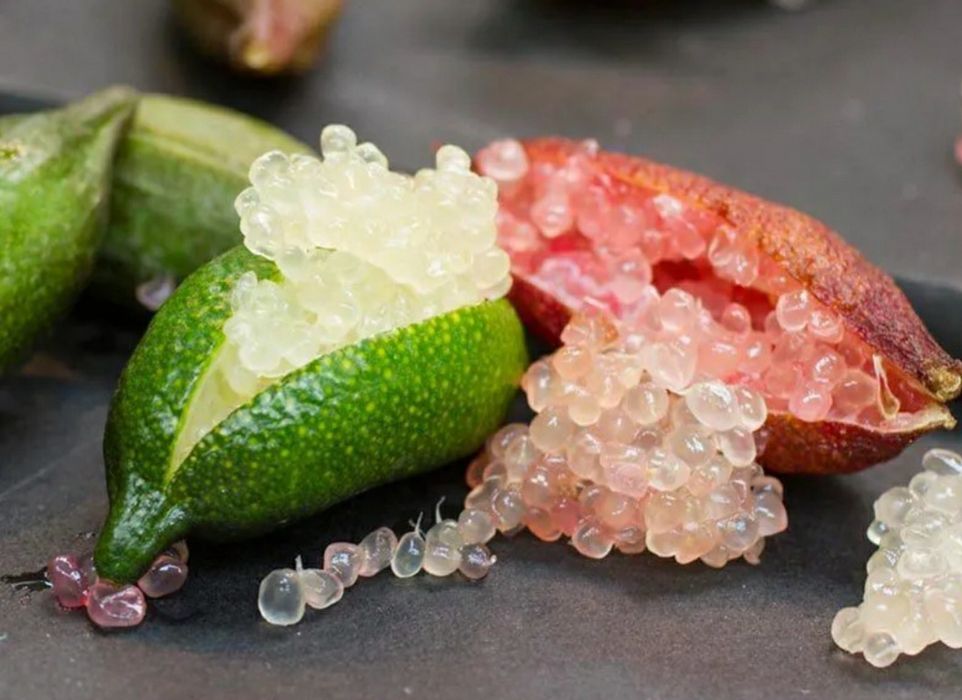 Limões caviar fruto DISPONÍVEL