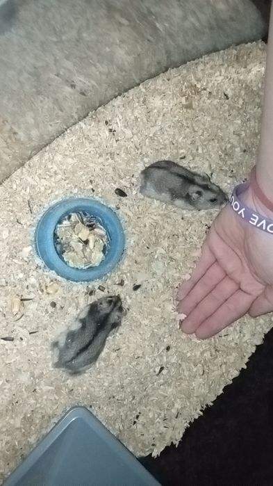 Chomiki Dżungarskie Oddam za darmo!