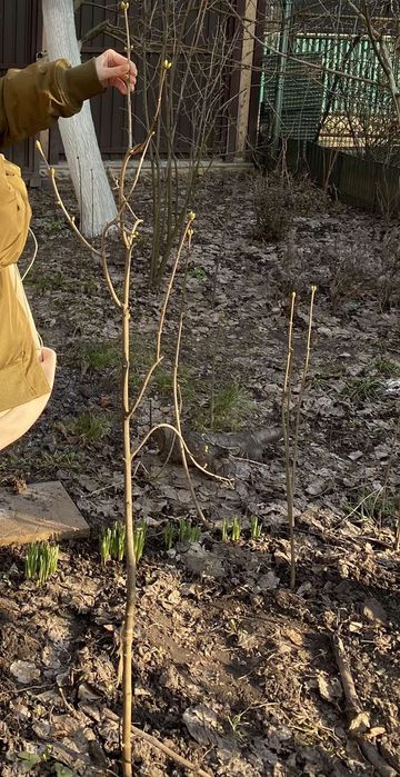 Саженец сирени, 6,5 лет , цвет сиреневый