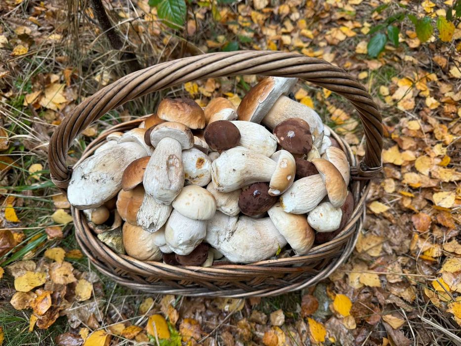 Suszone grzyby borowiki szlachetne, podgrzybki, borowiki ceglastopore