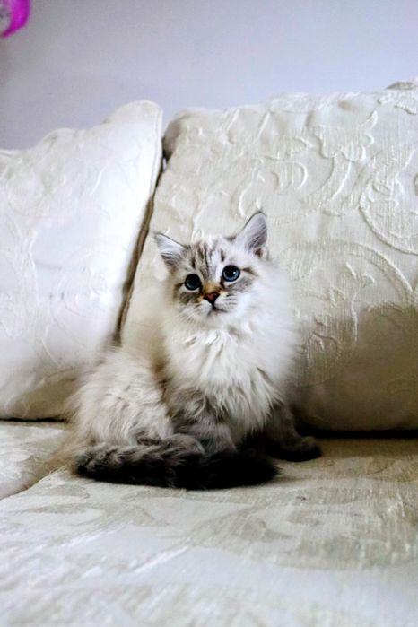 Piękny Kocurek Neva Masquerade po International Champion