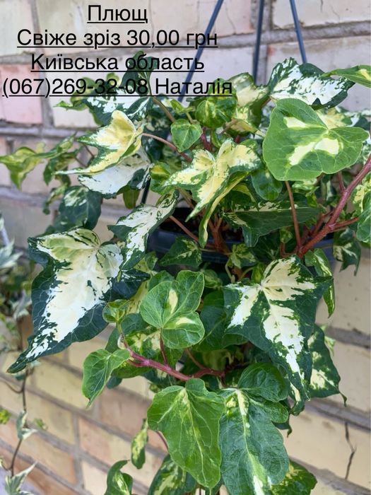 Клеродендрум. Плющ види