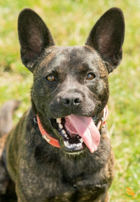 Melon cudowny młody psiak do adopcji