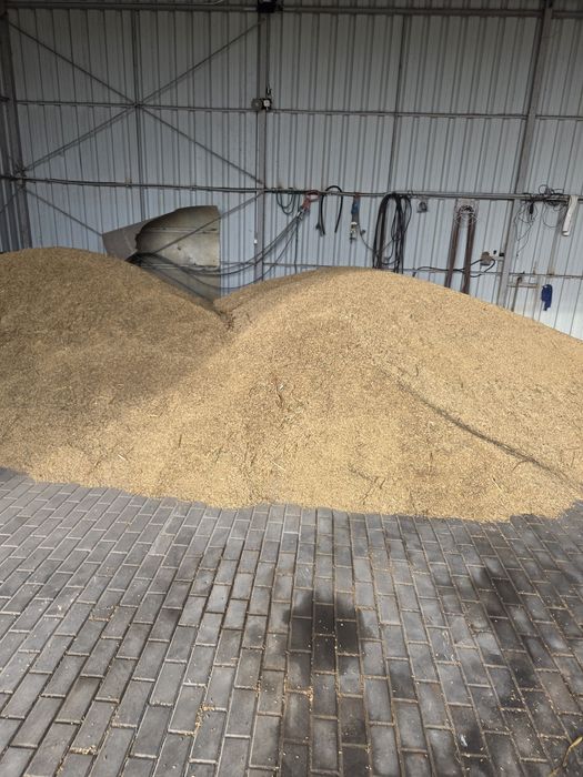 Sprzedam owies tego roczny