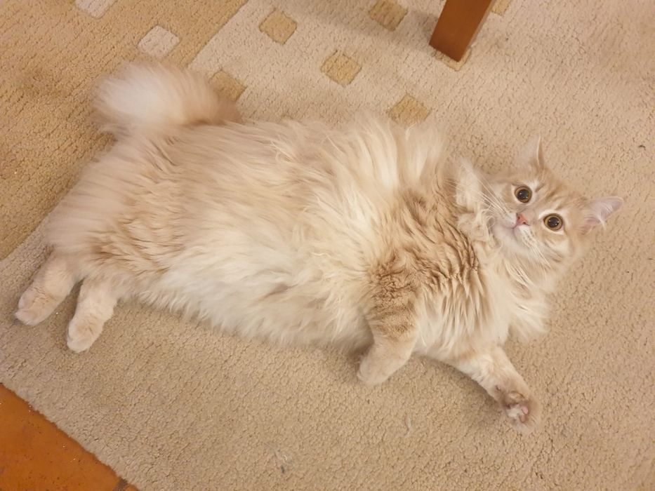 Doação gato 4 anos - saudável