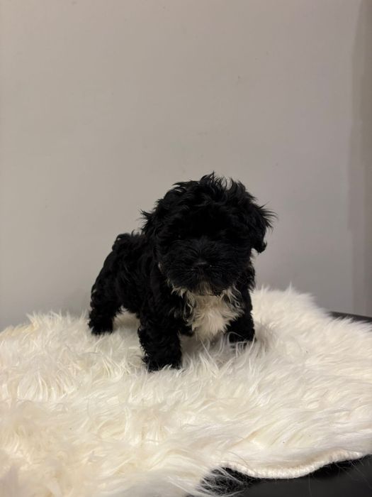 Piękny Hawańczyk-Zdzichu