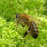 odkłady pszczele  na ramce wielkopolskiej i WZ , pszczoły