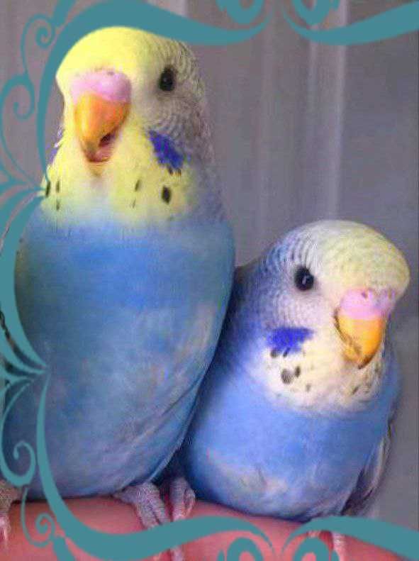 Волнистые неразлучники попугаи