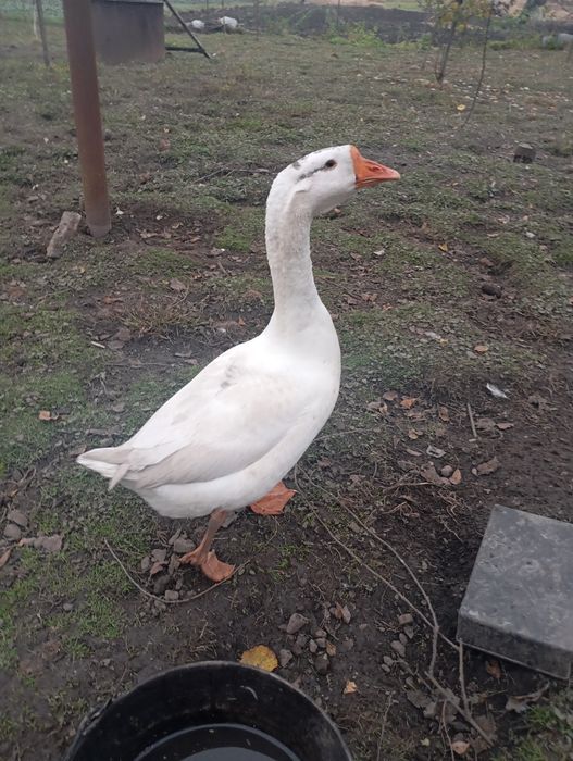 Продаю пару гусей